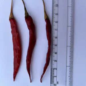 Best Quality Hot Dry Red Chilli S17 Teja With Stem from India Chilli for China and Thailand