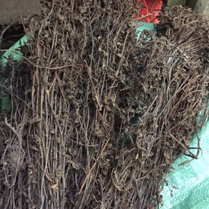 JALEA DE HIERBA NEGRA CON PRECIO BARATO ESTÁNDAR DE EXPORTACIÓN DE VIETNAM - Product Image 1