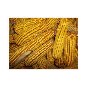 ข้าวโพดหวานดิบบรรจุในถุงบรรจุภัณฑ์50กก. ข้าวโพดสีเหลืองอบแห้งจากธรรมชาติ100% สำหรับพร้อมรับประทานอาหารสำเร็จรูป - Product Image 4
