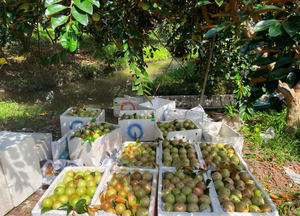 Pomme étoilée fraîche biologique du Vietnam, fruit lacté de haute qualité, pour les acheteurs internationaux - Product Image 2