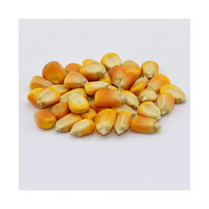 Maíz amarillo seco para la fabricación de alimentos y alimentación de ganado - Product Image 5