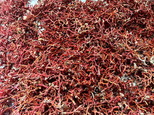 ปะการังแดงหยาบปะการังเนื้อหยาบธรรมชาติจากอิตาลีแท่งปะการังแดงที่ไม่ขัดเงา100% - Product Image 4