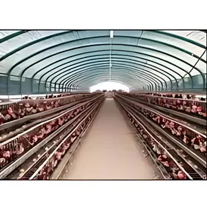 Gallinas ponedoras para pollos de engorde, hangar de gallinero, gallinero de acero, plan de negocios de cría de pollos