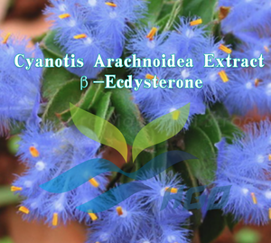 HGO Fournisseur direct d'extrait pur et naturel de Cyanotis arachnoidea, qualité alimentaire, 98% de β-ecdystérone, extrait standardisé - Product Image 2