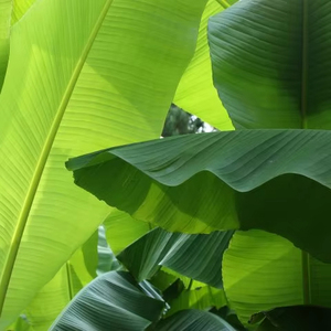 Exportation de produits alimentaires naturels séchés en vert à la feuille de bananier frais congelés biologiques du Vietnam - Product Image 1