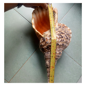 Precio de Fábrica al por Mayor, Concha de Trompeta Charonia Gigante/Concha de Tritón/Concha de Caracol Reina Premium para Decoración - Product Image 3
