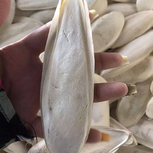 Hueso de sepia a granel para pájaro/hueso de sepia triturado/hueso de sepia de Vietnam Sra. Lily - Product Image 1