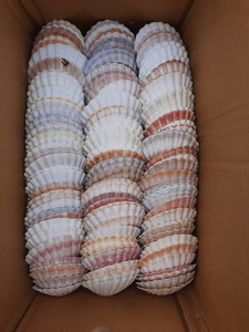 Vente en gros de coquillages naturels pour la décoration de la maison - Product Image 2