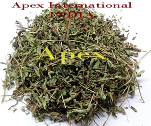 ใบหญ้าหวาน (หญ้าหวาน rebaudiana) - Product Image 3