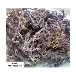 สาหร่ายทะเลทองคำ/สาหร่ายไอริช/สาหร่ายทะเลธรรมชาติคุณภาพสูงจากเวียดนาม 100%  ตากแห้งด้วยแสงแดด ราคาถูก - Product Image 6