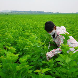 HOJAS DE MULBERRY FRESCAS/COSECHA SOSTENIBLE/PURA Y ORGÁNICA/HECHO EN VIETNAM - Product Image 5