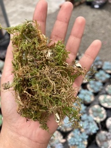2023มอสป่า sphagnum มอสแห้งบรรจุเป็นกลุ่มสำหรับชุบป้องกันความชื้นจากจังหวัด CAo Bang ในเวียดนาม - Product Image 5