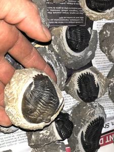 Escultura de Piedra Fósil de Calamina Tribolita Tallada - Product Image 5