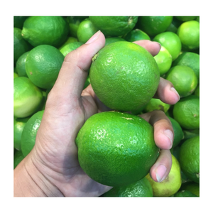 Limón verde Lima fresca Vietnam Jugosa fruta sin semillas para encurtidos culinarios Bebidas Jugo Uso Venta al por mayor Exportación - Product Image 4
