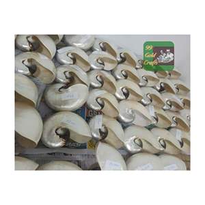 Vietnam Premium Nautilus Coquillages Naturels Décoratifs En Vrac En Gros Pour Art Artisanat Bijoux Et Décoration Intérieure Utilisation - Product Image 1