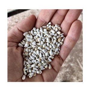 Semillas de cártamo (Qurtum) kurtum para pájaros - Product Image 3