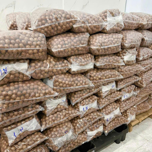 Nueces de Macadamia de alta calidad | Macadamia con cáscara y sin cáscara de Vietnam - Product Image 2