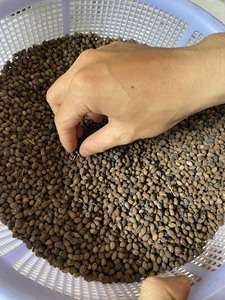 Graines de papaye séchées du Vietnam de haute qualité à bas prix - Product Image 5