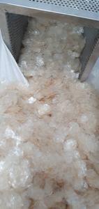 VIETNAM TILAPIA FISH <b>SCALES</b> 100% Fresh Material Cheap Price for Wholesales - Making Collagen/food 2023 //DC - Product Image 6