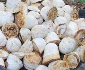 Caoutchouc naturel brut en copeaux, blanc, qualité standard - Product Image 2