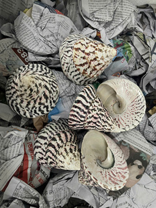 Ornement de décoration de maison poli naturel coquillage fabriqué à partir de coquille d'océan fabriqué à la main au Vietnam Rose Murex Shell - Product Image 2