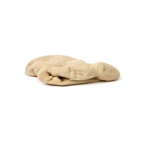 Fournisseur en gros de tripes de bœuf crues en vrac, idéales pour la transformation des aliments pour animaux de compagnie et les applications culinaires - Product Image 5