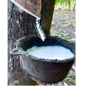 Látex de caucho natural de árbol, recogido en forma de leche cruda líquida blanca, cosechado en cuenco de madera en un escenario de agricultura al aire libre. - Product Image 1