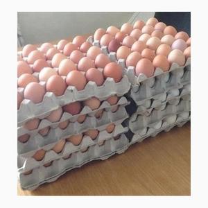 Promo Best Quality Broiler Hatching <b>Eggs</b> White Color 100% Pure <b>Eggs</b> at Reasonable Price - Product Image 5