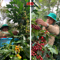 Yeşil kahve çekirdekleri Robusta S16 gelen Buon Me Thuot Vietnam yüksek kaliteli ham kahve işleme bal yıkanmış satılık