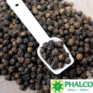 Approvisionnement en gros direct usine de poivre noir entier premium du Vietnam 500 580 GL FAQ MC Pinhead - Product Image 6