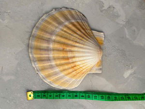 แก้วไวน์สวยงามพร้อมฝาทรงหอยเชลล์ของจริงสำหรับโอกาสพิเศษ - Product Image 5