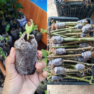 เม็ดมะพร้าวอัดเม็ดมะพร้าวอัดเม็ดมะพร้าว - Product Image 3