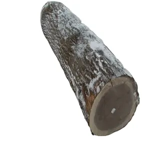 best Quality best Black walnut logs / Black walnut logs
