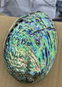 Surface polie de coquille d'ormeau du Vietnam de qualité supérieure pour la décoration de thème de plage et l'inspiration intérieure de ressource océanique - Product Image 2