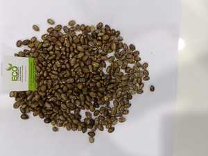 เมล็ด ricinus Communis - Product Image 2