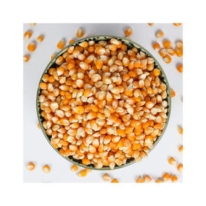 Maïs sec de qualité supérieure, vente en gros de maïs jaune, Non-gm, brésil, vente en gros - Product Image 4