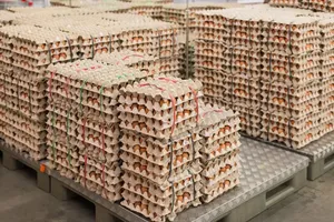 Vente en gros d'oeufs de table de poules au meilleur prix oeufs blancs frais de ferme de France durée de conservation de 6 mois pour la consommation humaine - Product Image 3