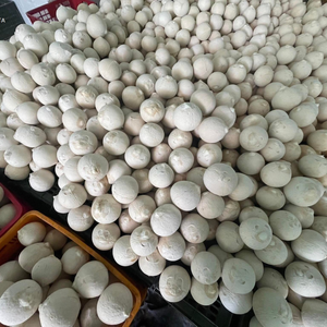 COCO FRESCO Y DULCE de VIETNAM, PRESERVADO, AL POR MAYOR, DE PRIMERA CALIDAD, ALTO ESTÁNDAR / Sra. Joyce - Product Image 4