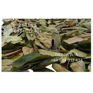 Hojas de Guanábana secas Hojas perfectas, no Gmo verificado, 100% Natural - Product Image 4