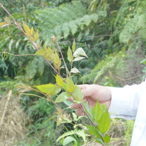 ชา ampelosis cantoniensis สมุนไพรขวด100กรัมผสมหวานและขมเล็กน้อยโดยตรงจากเวียดนาม - Product Image 2