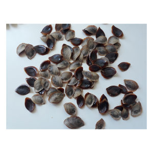 Opercule de coquillage de qualité export pour usage spirituel - Product Image 2
