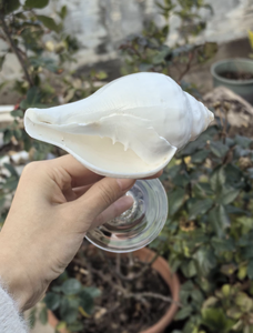 Elegante copa de vino de concha marina para estilo de mesa, Bar de lujo y eventos de hospitalidad - Product Image 4