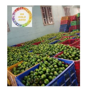 WHOLESALE <b>FRESH</b> SEEDLESS LIME FROM VIETNAM PREMIUM QUALITY <b>FRUIT</b> PACKED IN CARTON BOX FOR EXPORT - Product Image 5