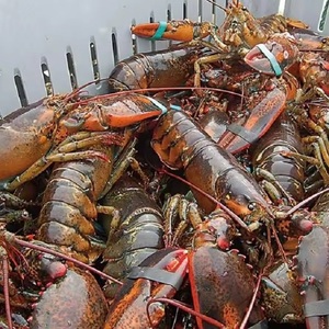 Homard cru entier congelé et queues de qualité supérieure pour l'exportation de produits de fabrication - Product Image 1