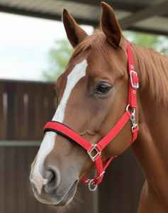 Cabestro de caballo inglés de alta resistencia con forro de chenilla suave, acolchado antichafing, collar ecuestre de alta calidad para entrenamiento. - Product Image 3