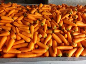 แครอทสดหวานธรรมชาติสำหรับการส่งออกผักการเพาะปลูกทั่วไปคุณภาพการส่งออก - Product Image 4