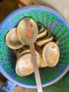 Coquilles d'ormeau vietnamiens: Transformer la beauté brute en superbes œuvres d'art et bijoux - Product Image 5