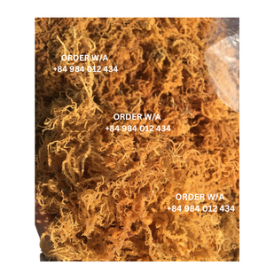 มอสทะเลไอริชสีทองบริสุทธิ์100% ออร์แกนิกจากเวียดนาม - Product Image 5