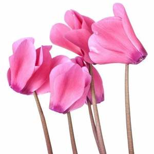 Aceite Esencial de Ciclamina 100% Puro, Hidratante, Aclarante y Nutritivo para la Piel, a Base de Semillas de Raíz Herbal, Botella de 10 ml, Suministro OEM - Product Image 3