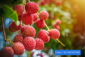 Fruits en conserve de qualité supérieure, sirop de litchis pour grossistes et distributeurs - Product Image 6